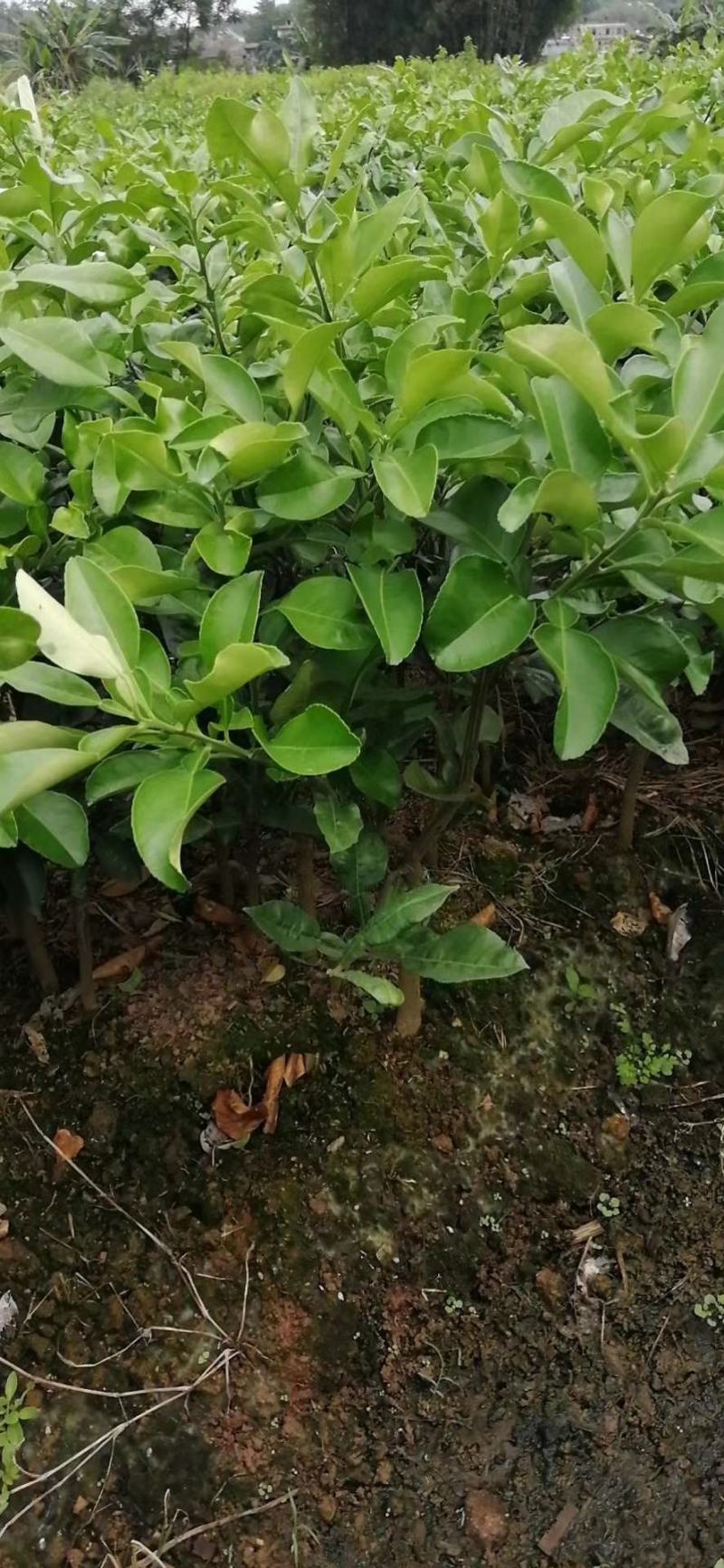 泰国考雅蜂蜜青柚苗四季开花结果水晶柚苗基地现货