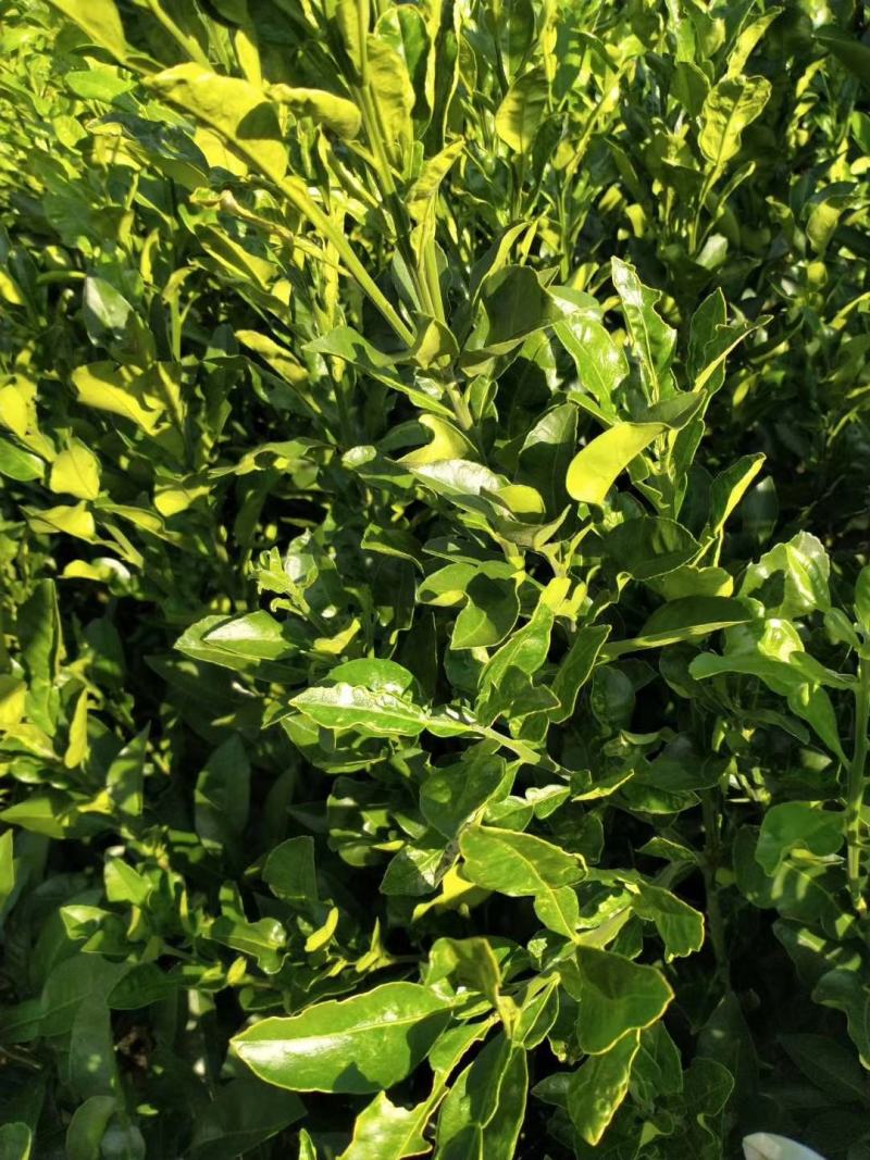 泰国考雅蜂蜜青柚苗四季开花结果水晶柚苗基地现货