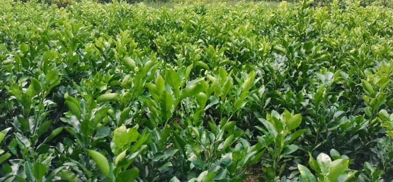 泰国考雅蜂蜜青柚苗四季开花结果水晶柚苗基地现货