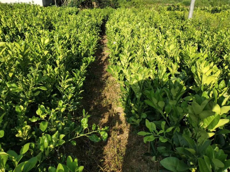 泰国考雅蜂蜜青柚苗四季开花结果水晶柚苗基地现货