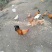 土鸡，飞鸡，跑山鸡，传统熟食喂养