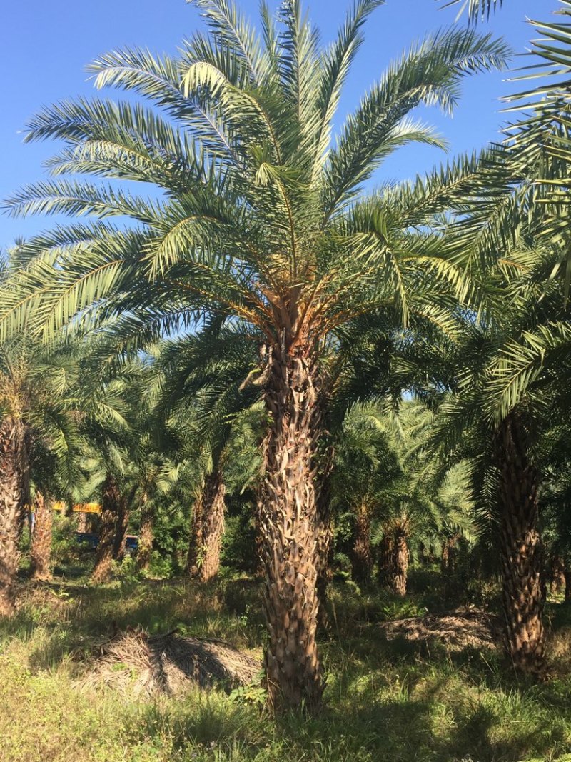 银海枣（中东海枣）大型种植基地低价批发