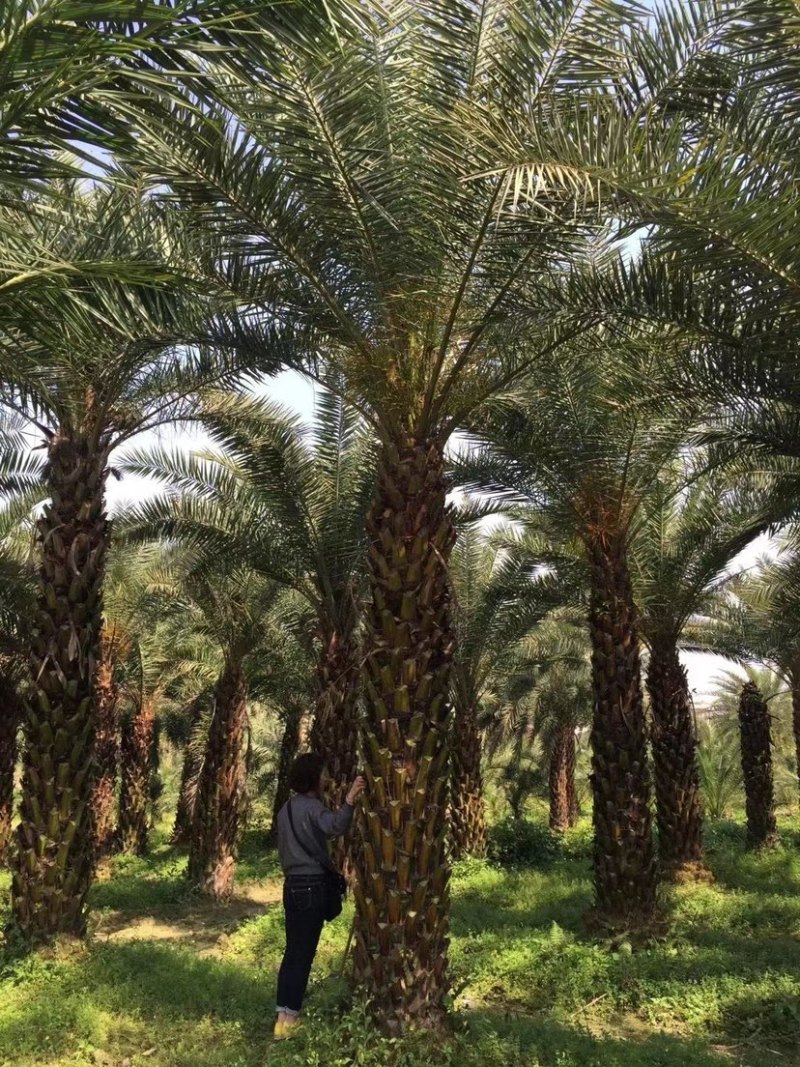 银海枣（中东海枣）大型种植基地低价批发