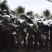 银海枣(中东海枣)大型种植基地低价批发