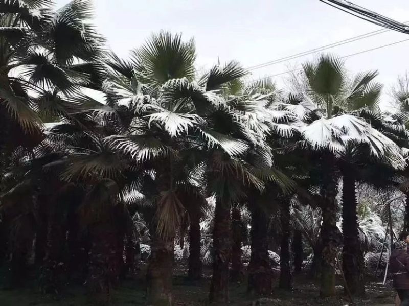 银海枣（中东海枣）大型种植基地低价批发