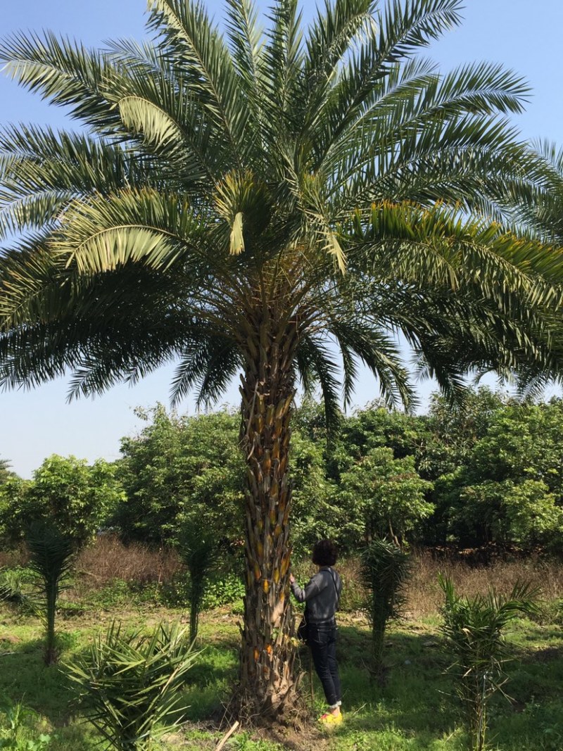 银海枣（中东海枣）大型种植基地低价批发
