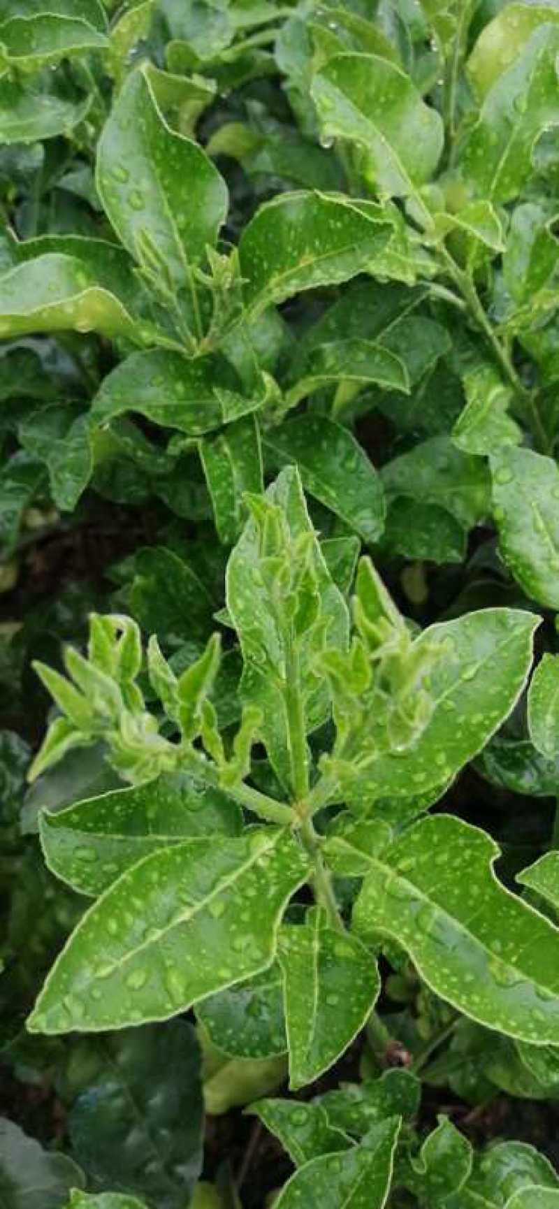 泰国考雅蜂蜜青柚苗四季开花结果水晶柚苗基地现货