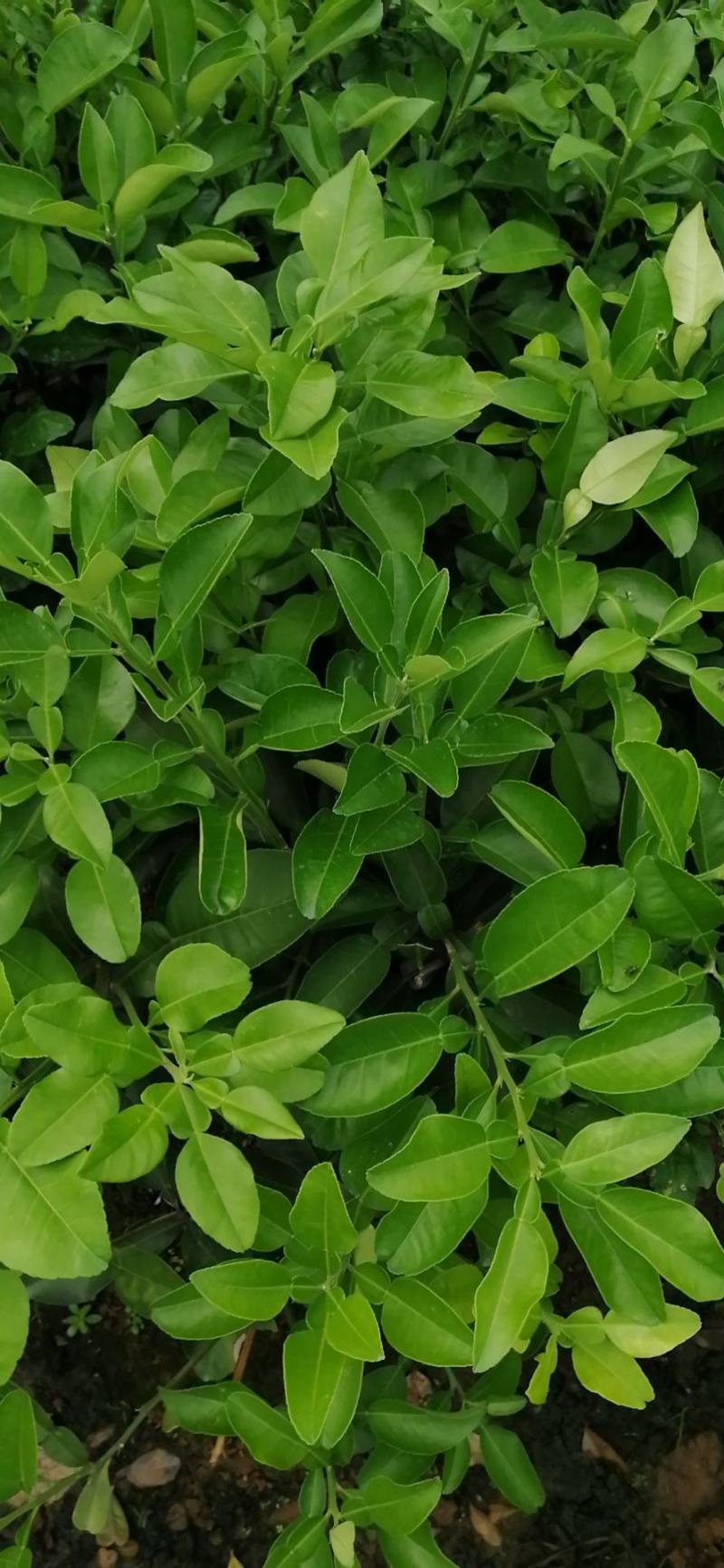 泰国考雅蜂蜜青柚苗四季开花结果水晶柚苗基地现货