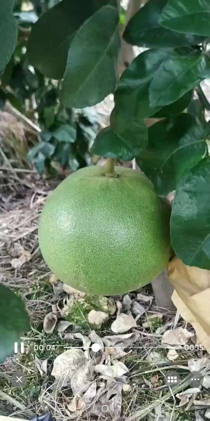泰国考雅蜂蜜青柚苗四季开花结果水晶柚苗基地现货