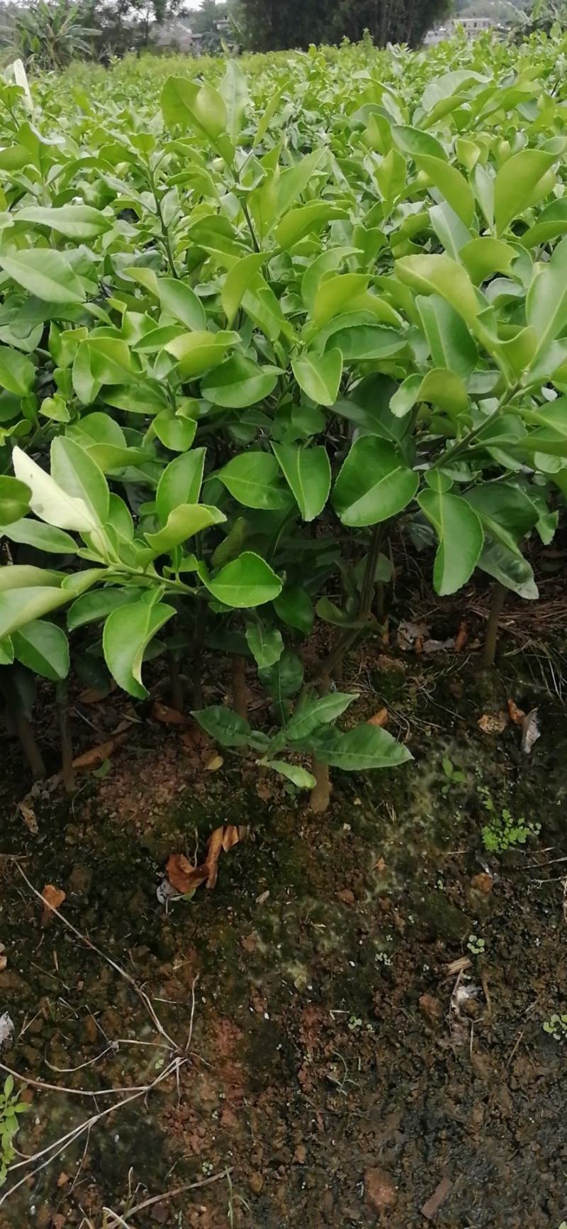 泰国考雅蜂蜜青柚苗四季开花结果水晶柚苗基地现货