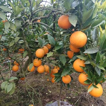 （推荐）四川资阳脐橙大量上市中，味道甜，欢迎老板前来购买