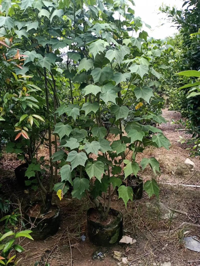 木芙蓉福建省漳州市供应绿庭院设计，木芙蓉大小规格袋苗
