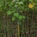 木芙蓉福建省漳州市供应绿庭院设计，木芙蓉大小规格袋苗
