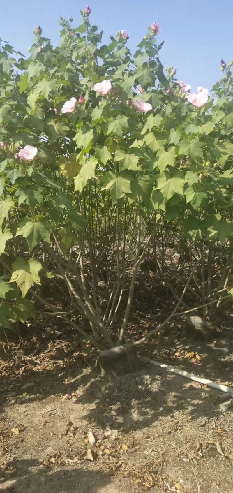 木芙蓉福建省漳州市供应绿庭院设计，木芙蓉大小规格袋苗