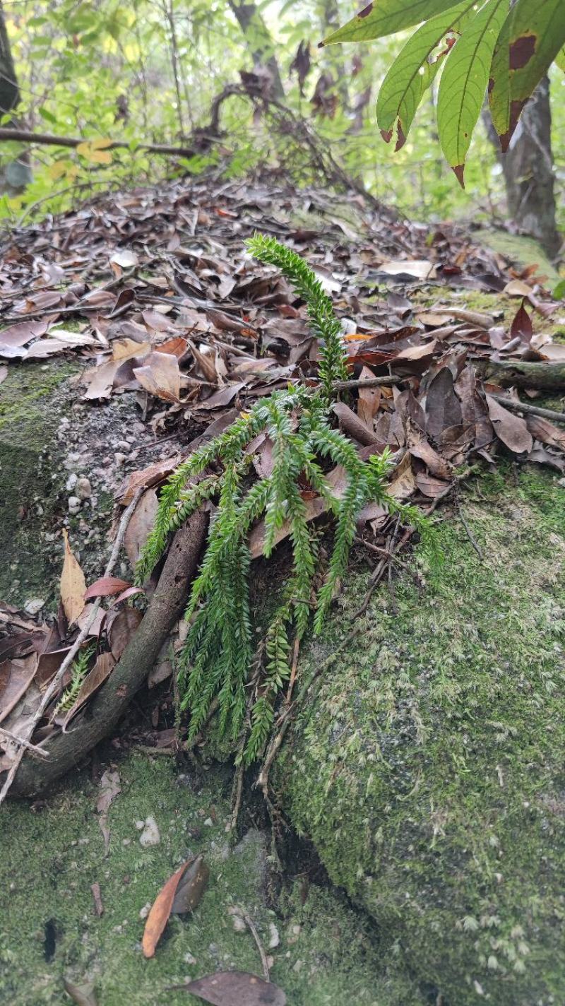 广西十万山野生大叶千层塔