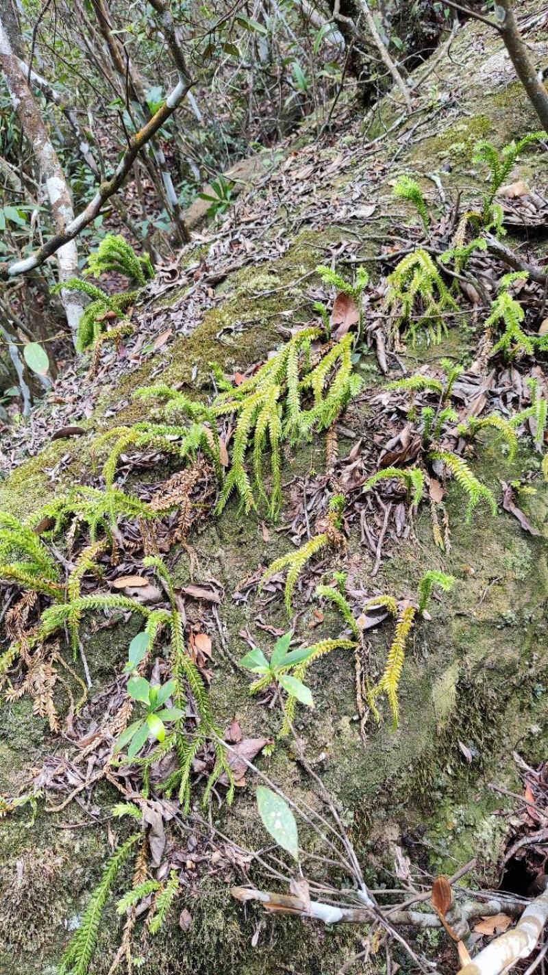 广西十万山野生大叶千层塔