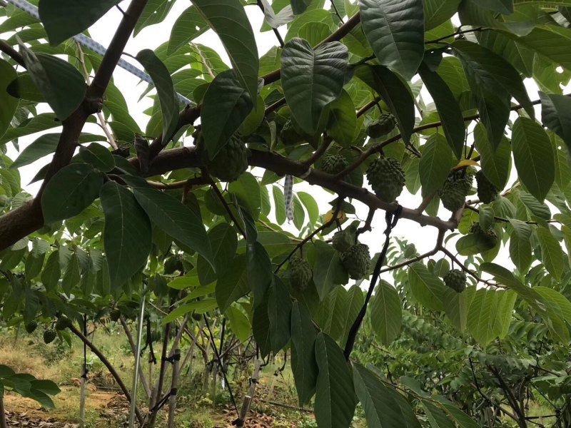 释迦果，一极果，基地直发，现摘现发，自家地