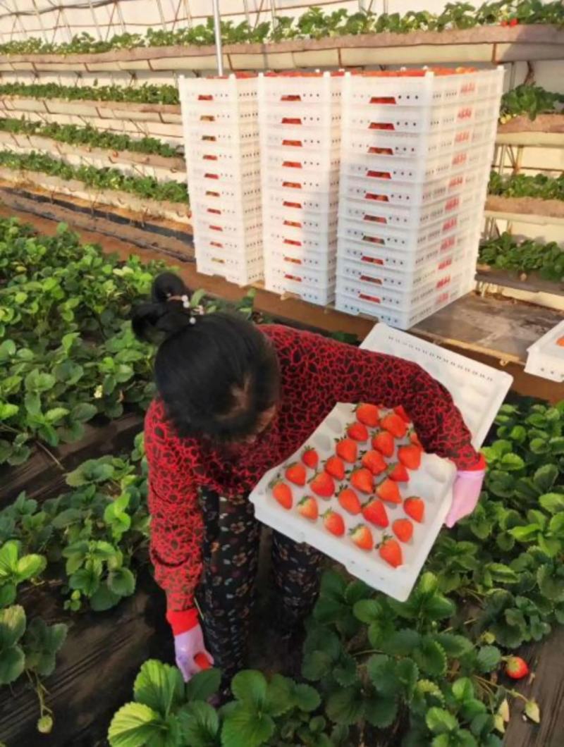 正宗丹东九九草莓直供，各种包装，电商，商超大量供应…