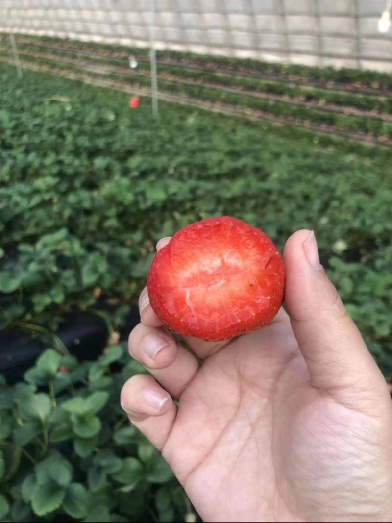 正宗丹东九九草莓直供，各种包装，电商，商超大量供应…