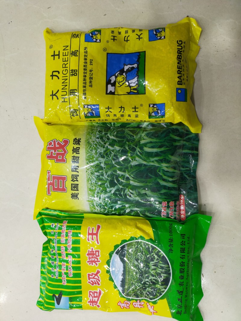 正宗牧草种子大力士甜高粱种子高丹草种子饲料草种子