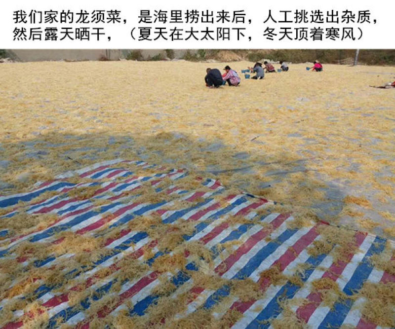 龙须菜（石花菜）海石花。。