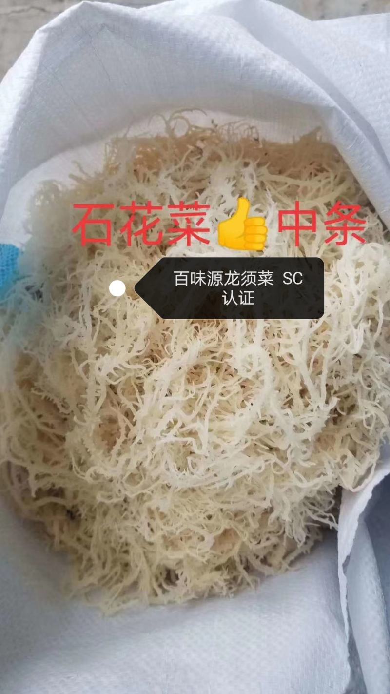 龙须菜（石花菜）海石花。。