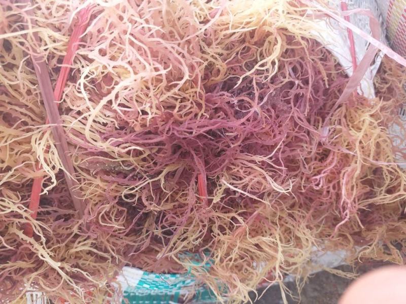 龙须菜（石花菜）海石花。。