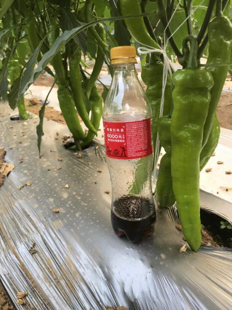 尖椒，大尖椒，黄皮椒，黄皮尖椒