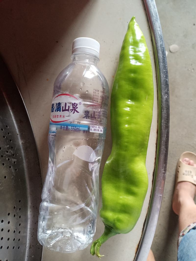 尖椒，大尖椒，黄皮椒，黄皮尖椒