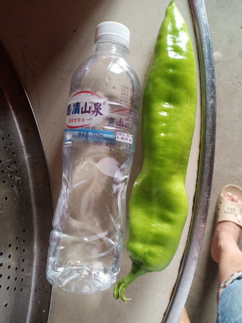 尖椒，大尖椒，黄皮椒，黄皮尖椒
