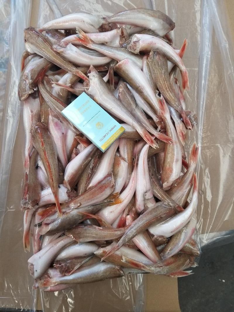 国产红头鱼红娘鱼去头红头鱼全规格齐全质量无忧检疫常年供货