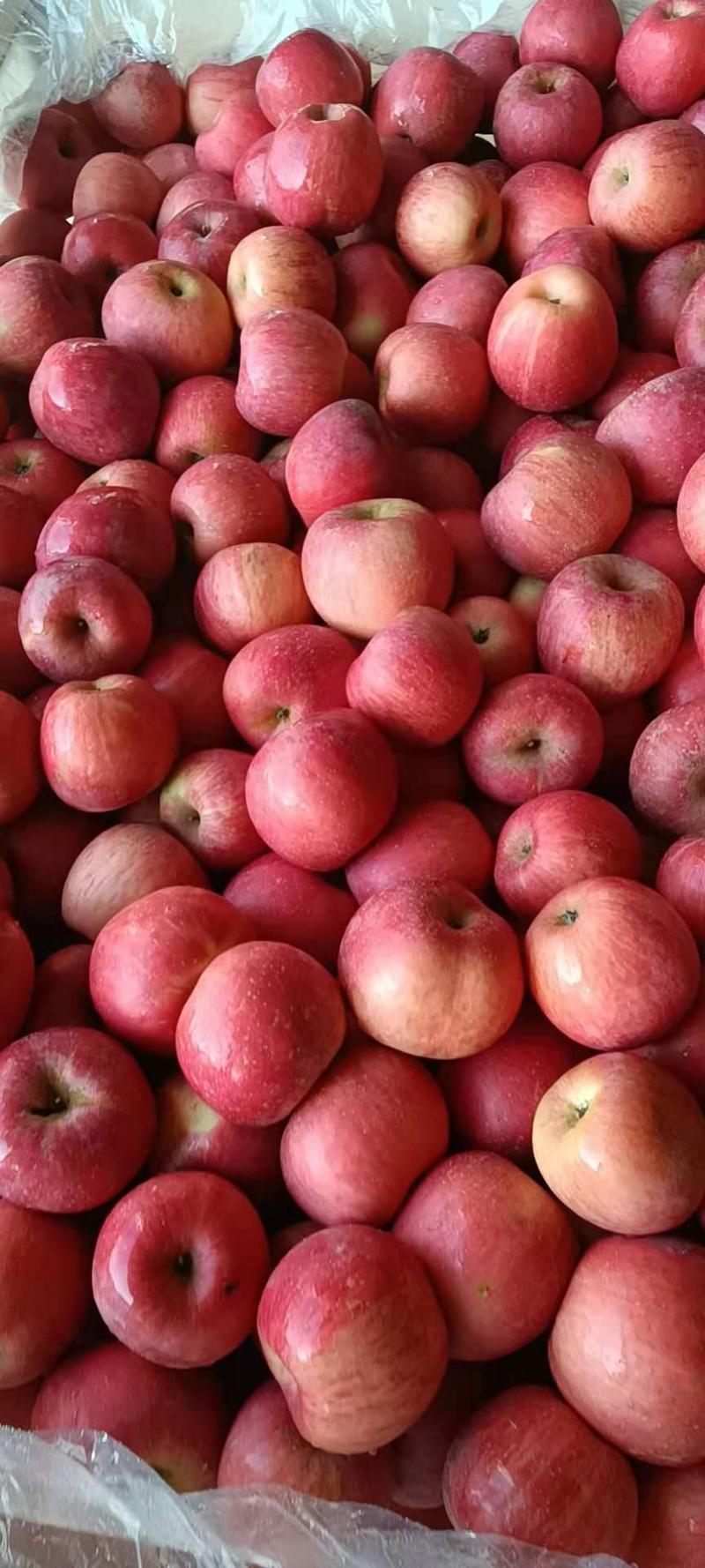 栖霞片红苹果冷库货一二级货，80规格以上的果子