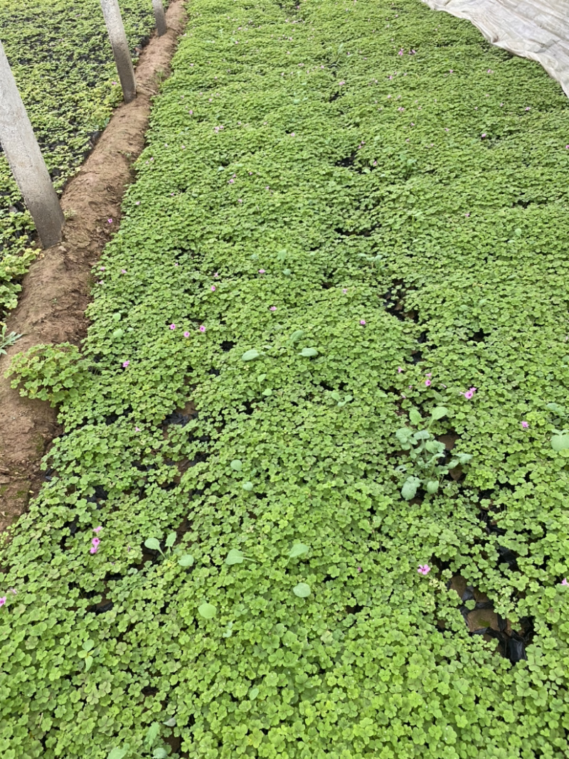 红花酢浆草自产自销。200万红花酢浆草低价出售。