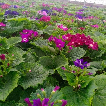 瓜叶菊大量供应各类菊花草花