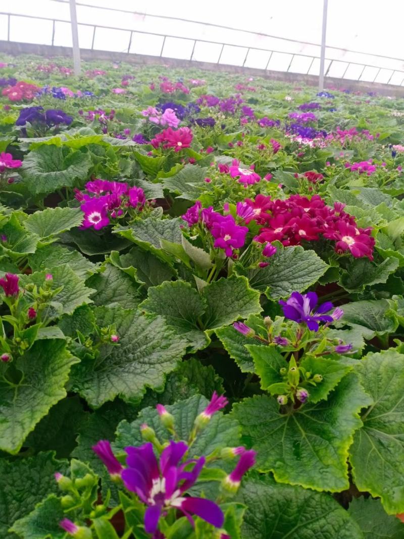 瓜叶菊大量供应各类菊花草花