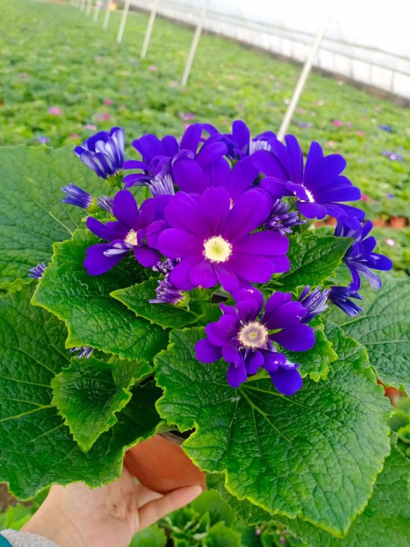瓜叶菊大量供应各类菊花草花