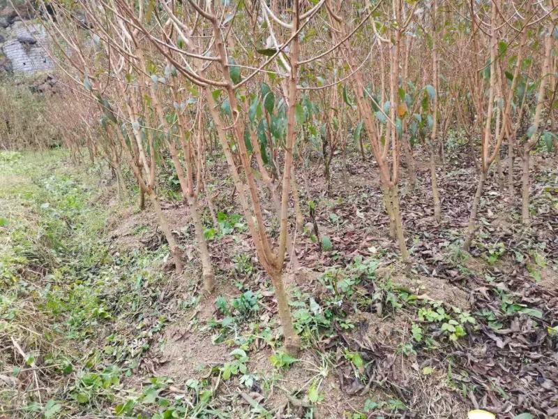 蜂糖李苗贵州蜂糖李六马蜂糖李子苗提供技术指导可视频看货