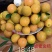 脆蜜金桔苗.果皮特脆甜.无油涩味.量大可开正式发票