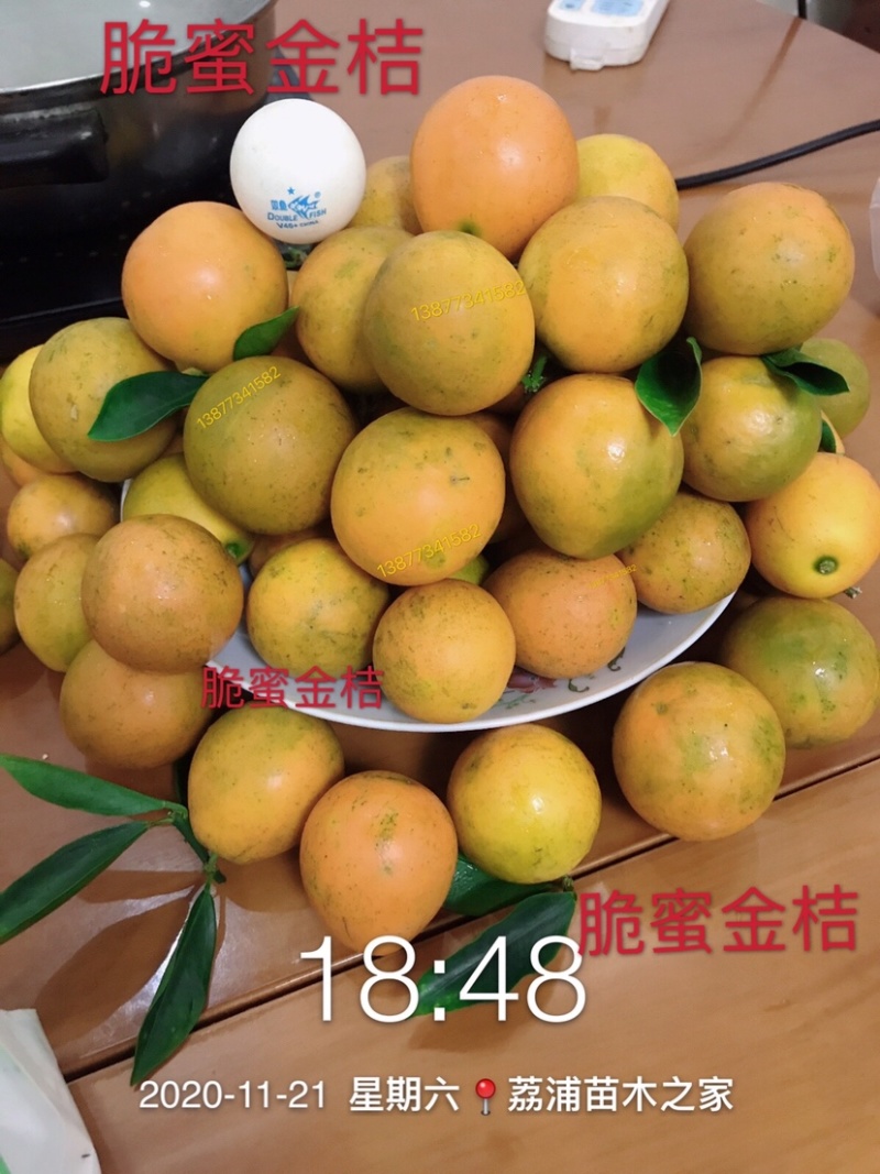 脆蜜金桔苗.果皮特脆甜.无油涩味.量大可开正式发票