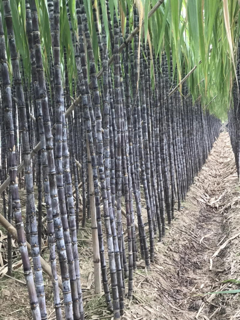 廿庶