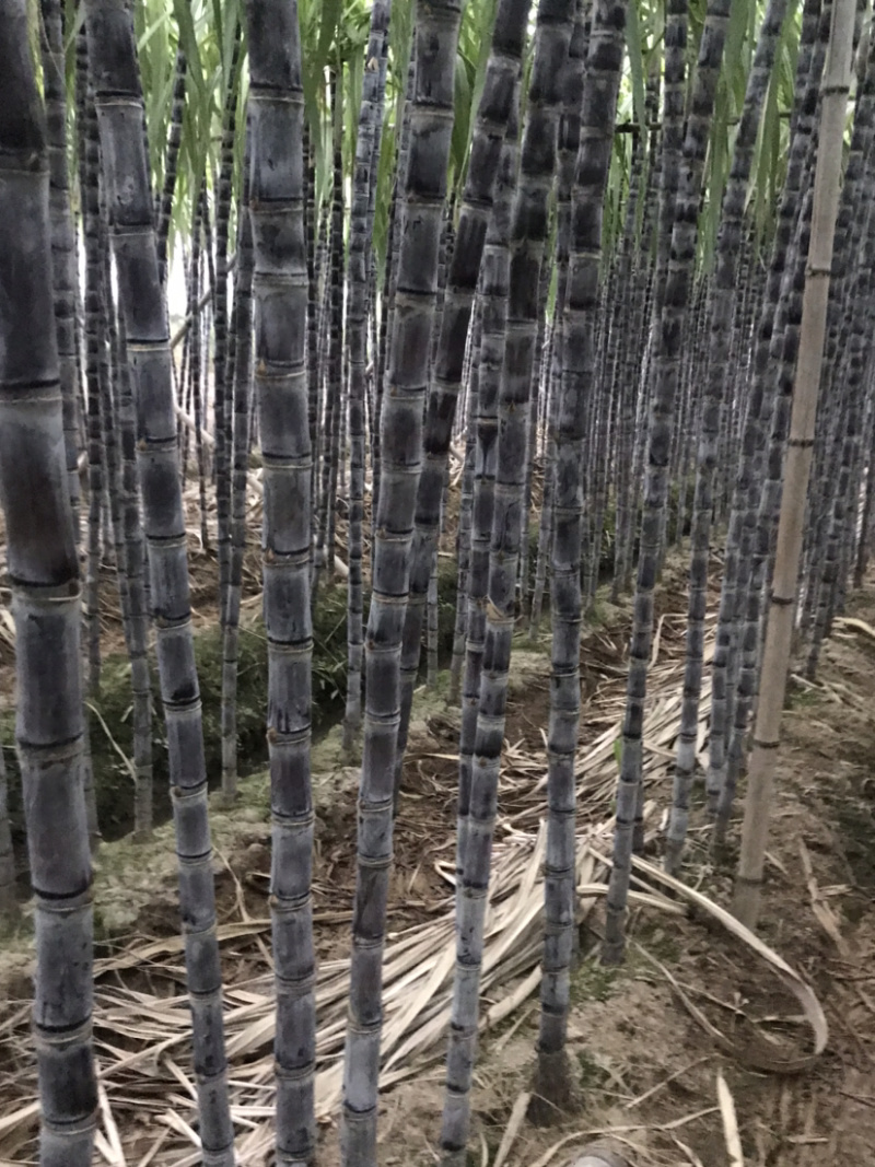 廿庶