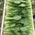精选上海青小青菜小油菜矮脚菜货源充足量大从优诚信合作欢迎来电