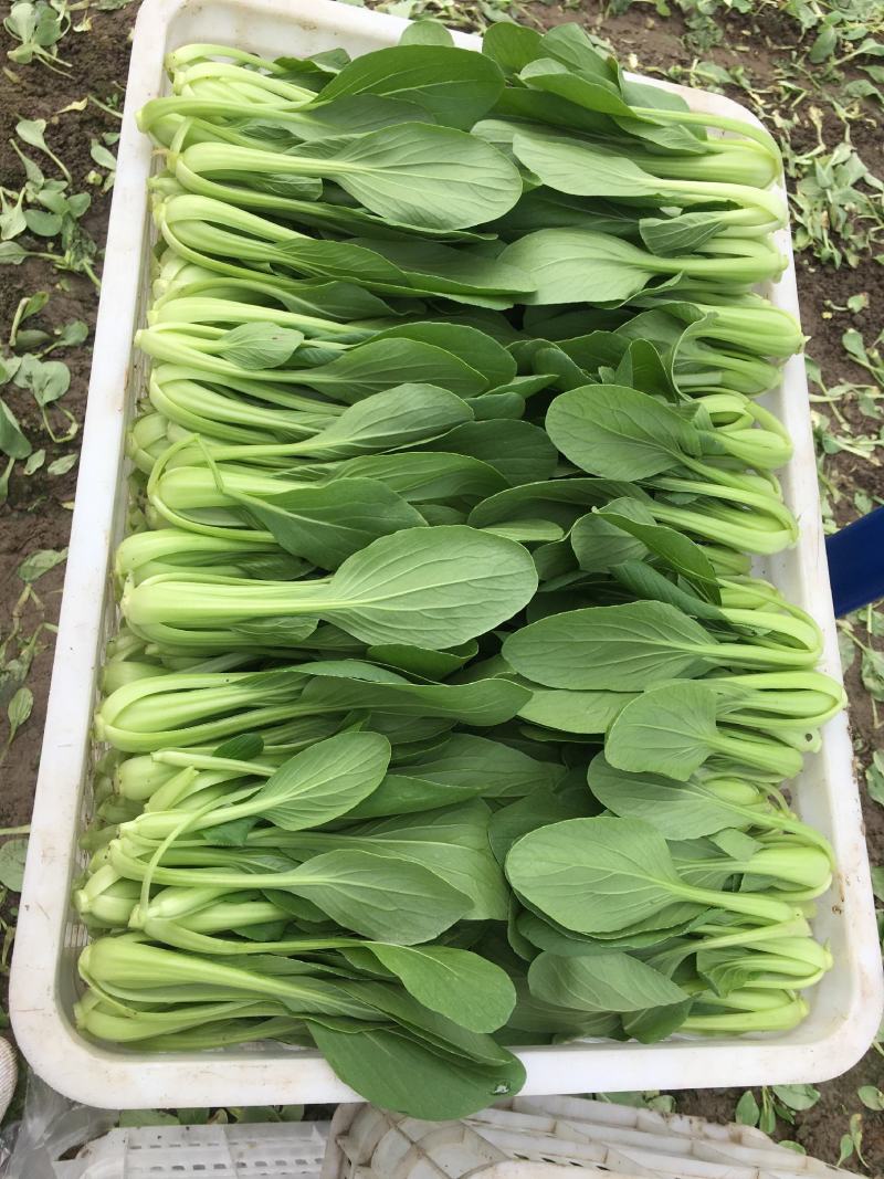 精选上海青小青菜小油菜矮脚菜货源充足量大从优诚信合作欢迎来电