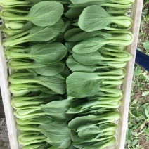 精选上海青小青菜小油菜矮脚菜货源充足量大从优诚信合作欢迎来电