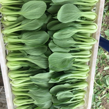 精选上海青小青菜小油菜矮脚菜货源充足量大从优诚信合作欢迎来电