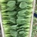 精选上海青小青菜小油菜矮脚菜货源充足量大从优诚信合作欢迎来电