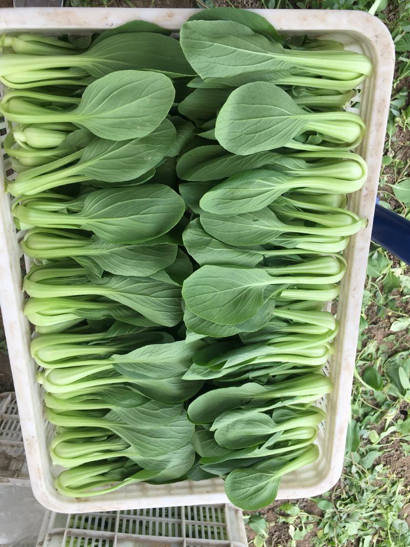 精选上海青小青菜小油菜矮脚菜货源充足量大从优诚信合作欢迎来电