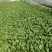 精选上海青小青菜小油菜矮脚菜货源充足量大从优诚信合作欢迎来电