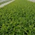 精选上海青小青菜小油菜矮脚菜货源充足量大从优诚信合作欢迎来电