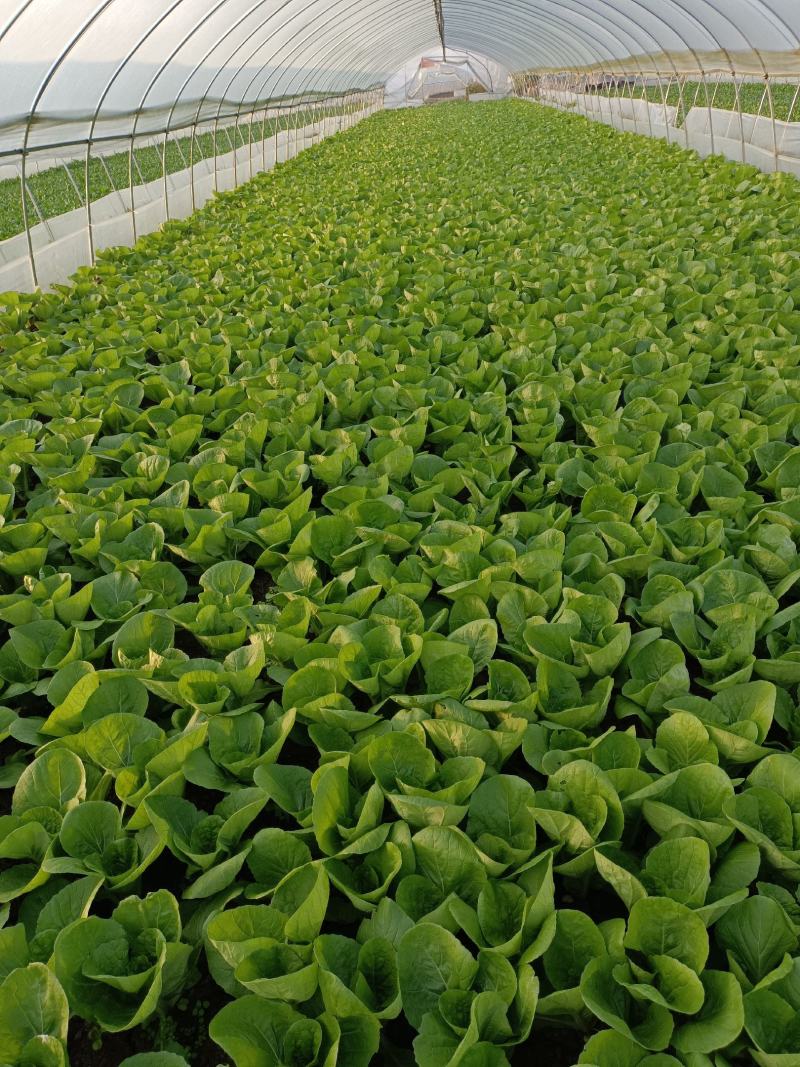 精选上海青小青菜小油菜矮脚菜货源充足量大从优诚信合作欢迎来电